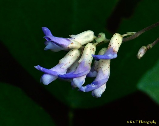 {Amphicarpaea bracteata}